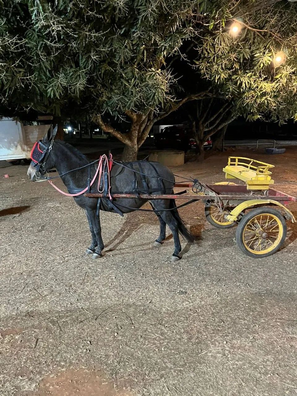 Linda e marivilhosa ,MiNe mula .. - Foto 6