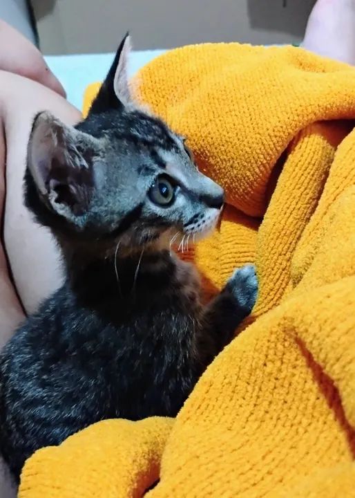 Doação gato adoção responsável  - Foto 4