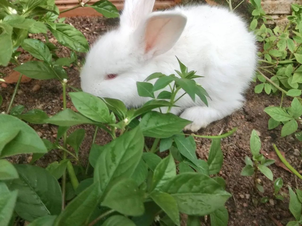 Coelha branca - Foto 2
