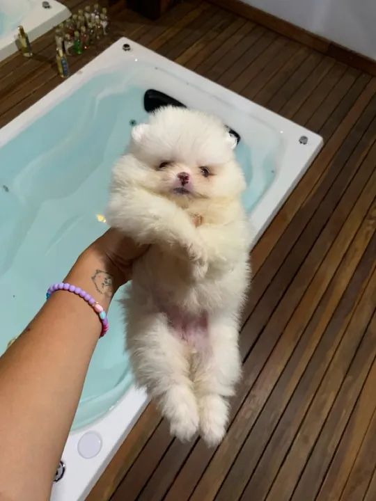 Lulu da pomerania branquinha - super carinhosa   - Foto 4