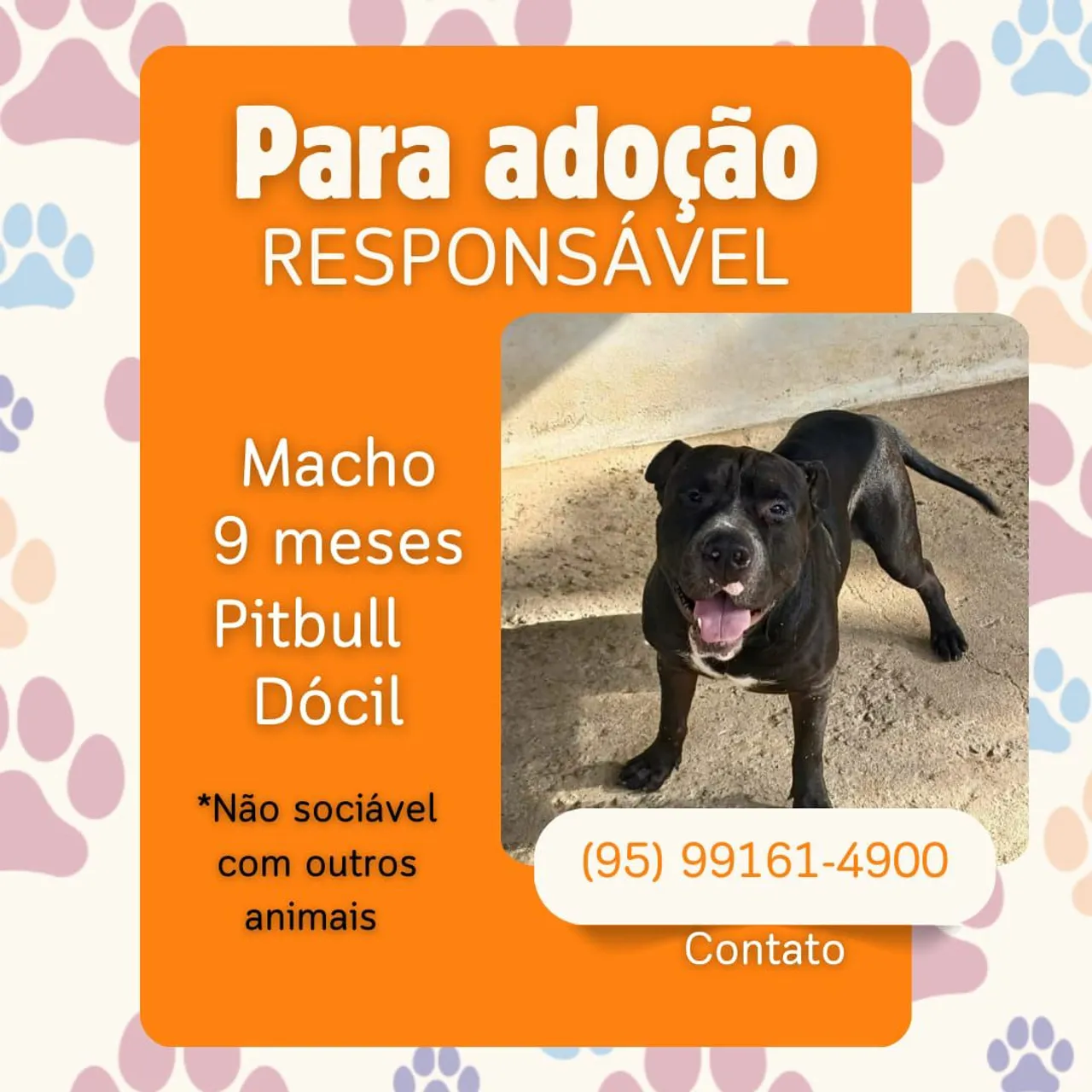 Pitbull Macho para Adoção Responsável