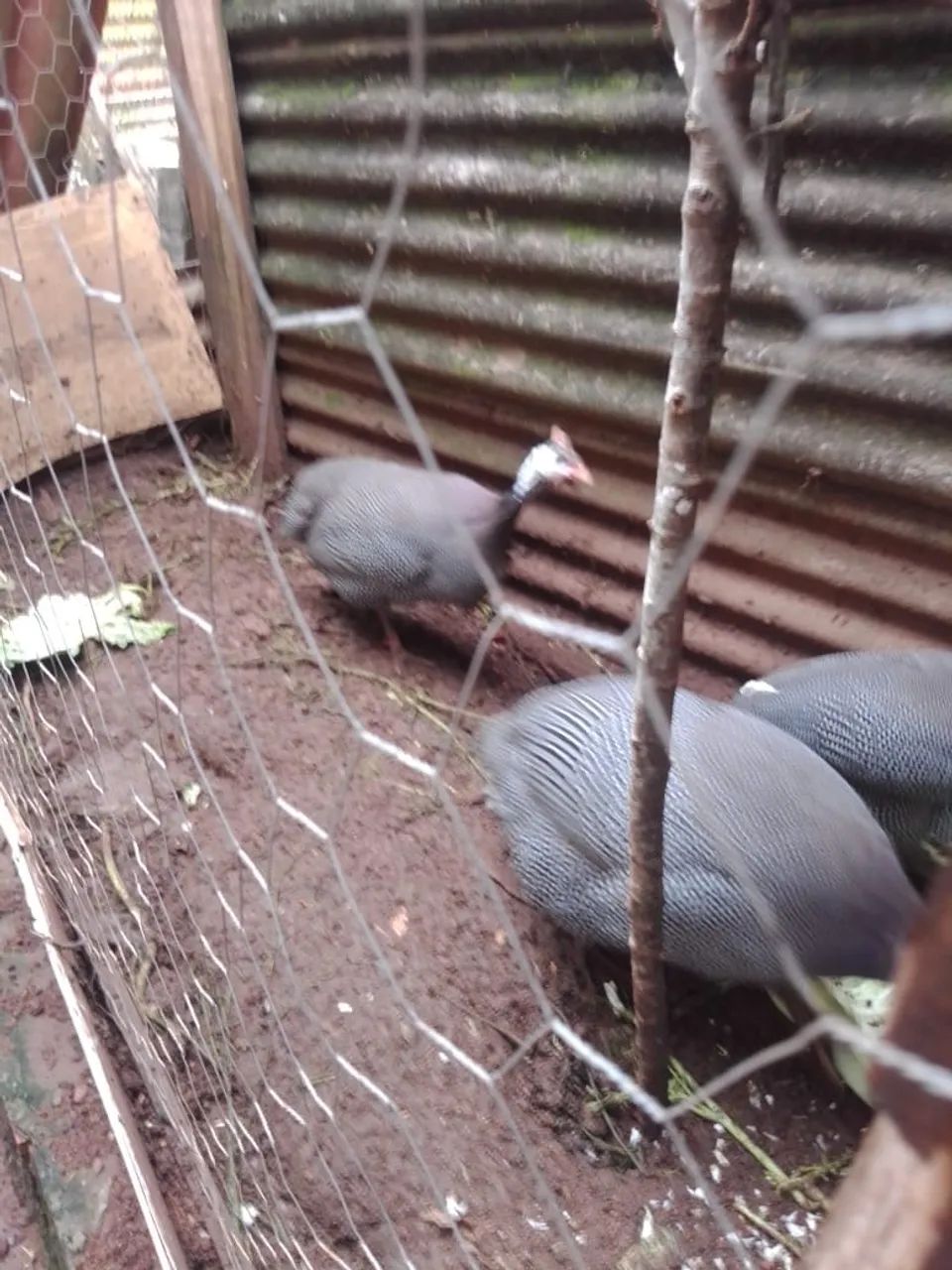 Galinha de Angola  - Foto 2