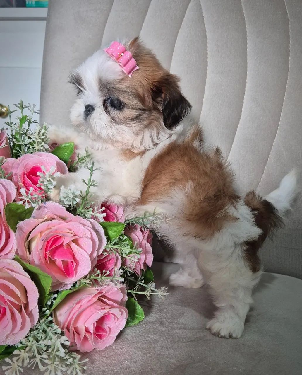 Filhote de Shih tzu - Foto 3