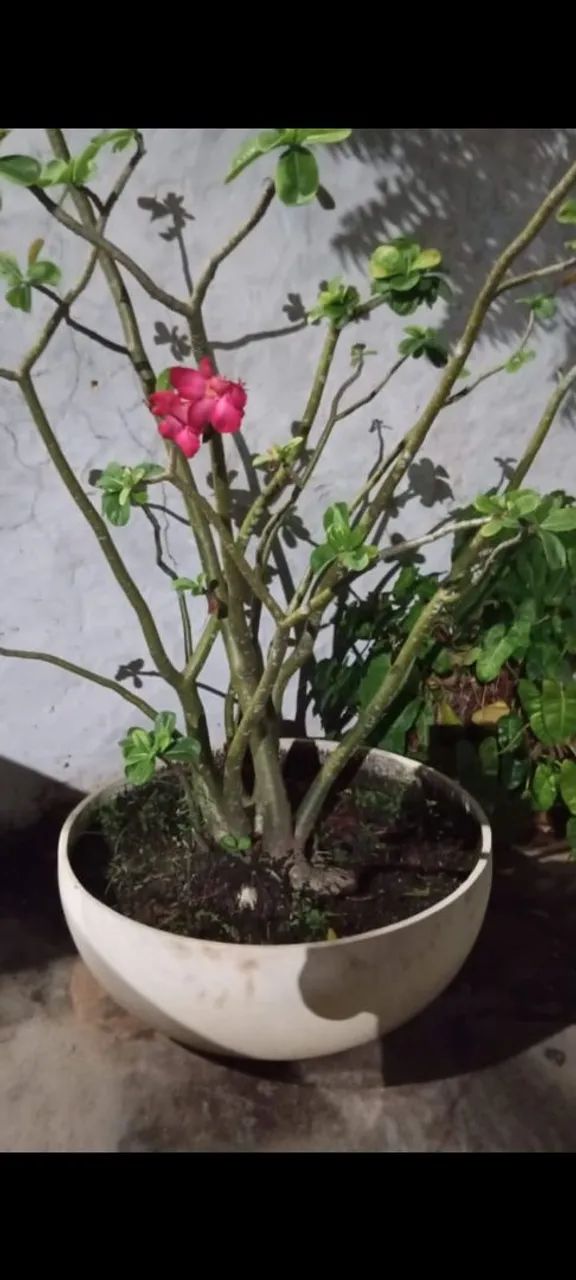 Rosa do deserto no vaso lindo grande