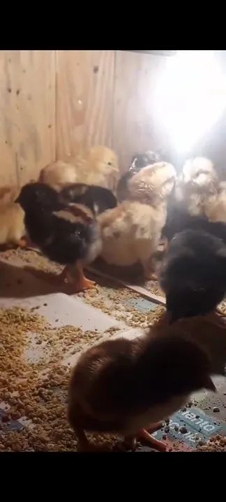 Pintos GSB e Criolo Gigante  - Foto 2