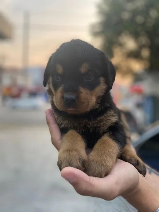 Rottweiler Todas as raças com ganratia total de saude e veterinario gratuito. - Foto 2
