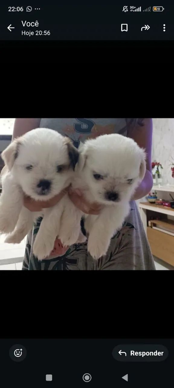 filhotes de lhasa Apso 