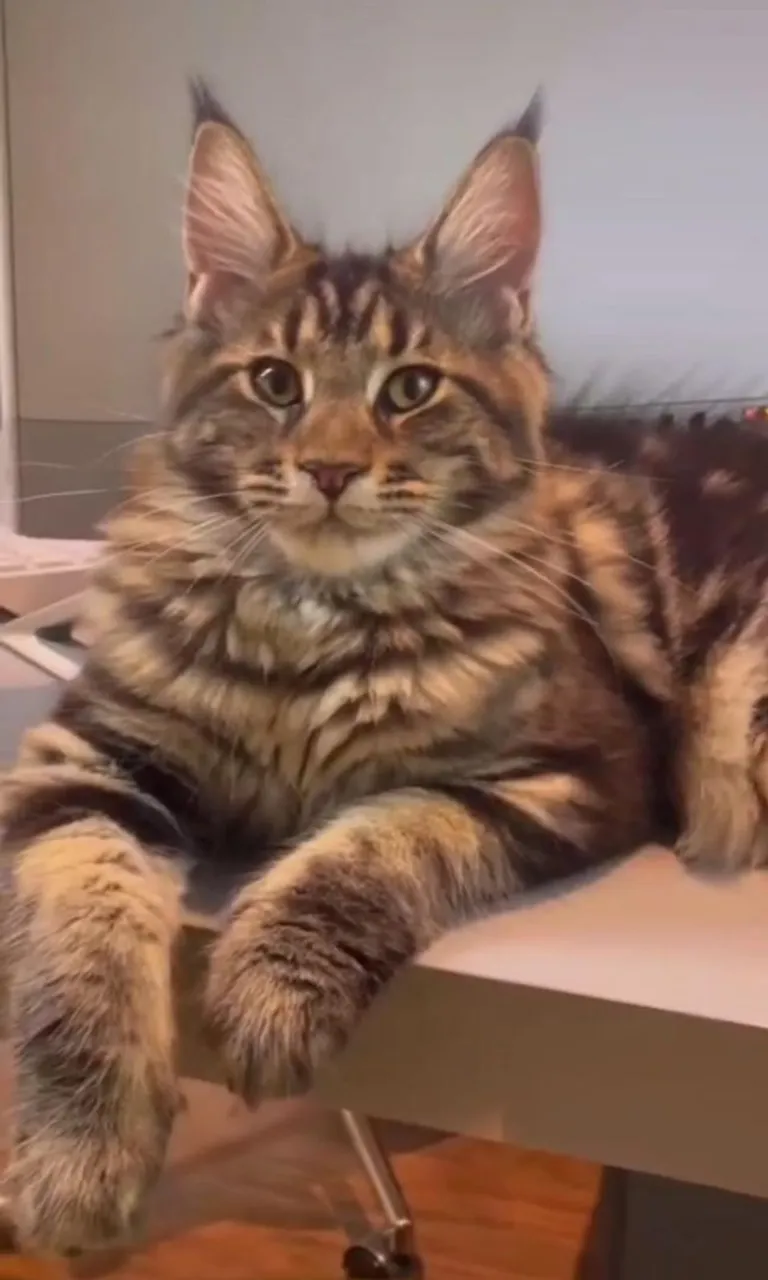 Maine Coon Gigante - Filhote!