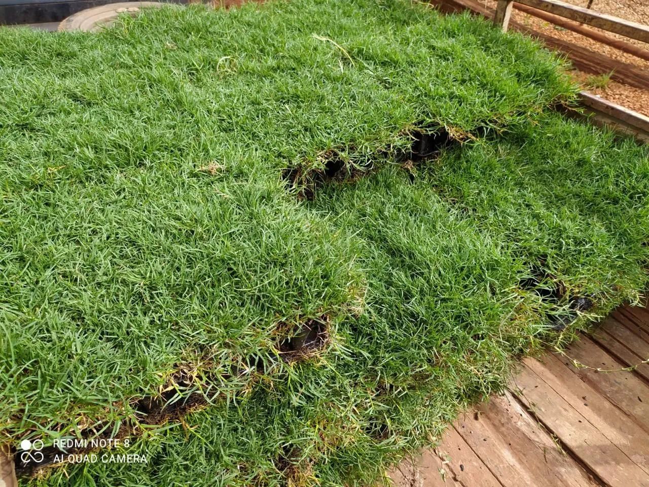 Gramas Já Plantadas - Foto 4