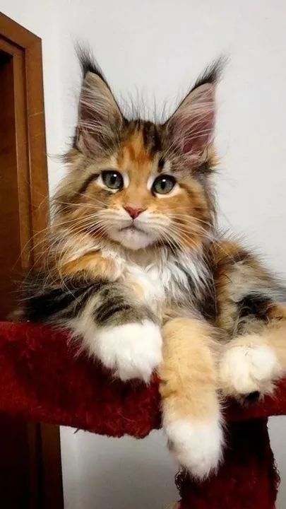 Maine Coon Filhote na Cor Carapaça
