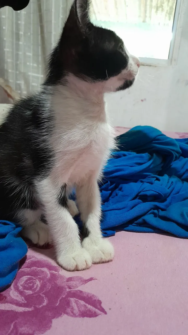 Gatinhos para adoção