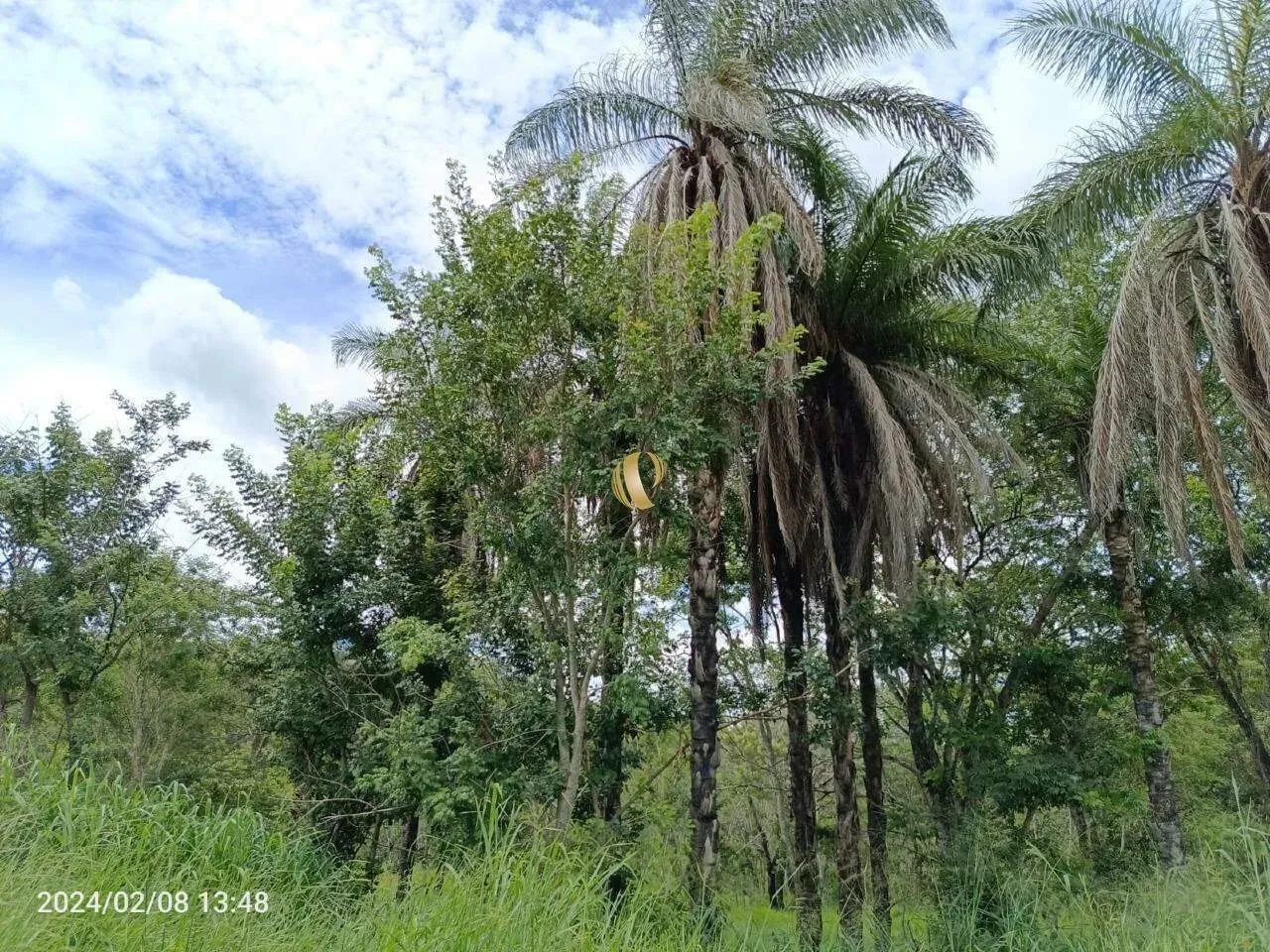 Terreno Wenceslau Braz Venda - Foto 4