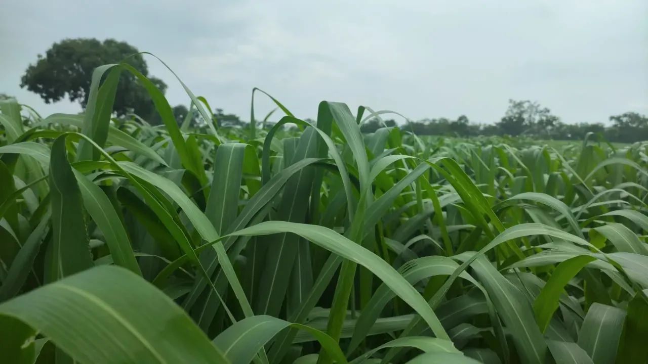 Imóvel para venda possui 136000000 metros quadrados em Poção - Cuiabá - MT