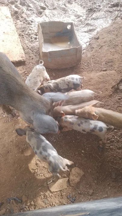 Vendo uma porca com 7letoes  - Foto 2