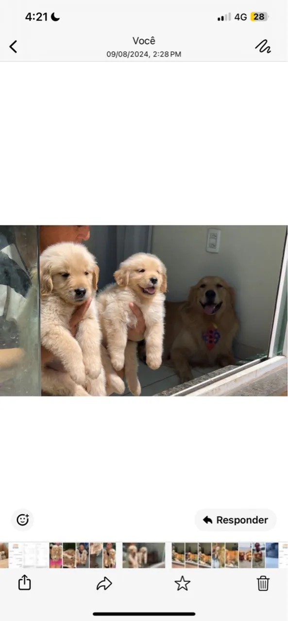 Filhotes de Golden Retriever