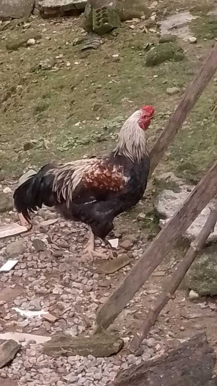 Galo lindo