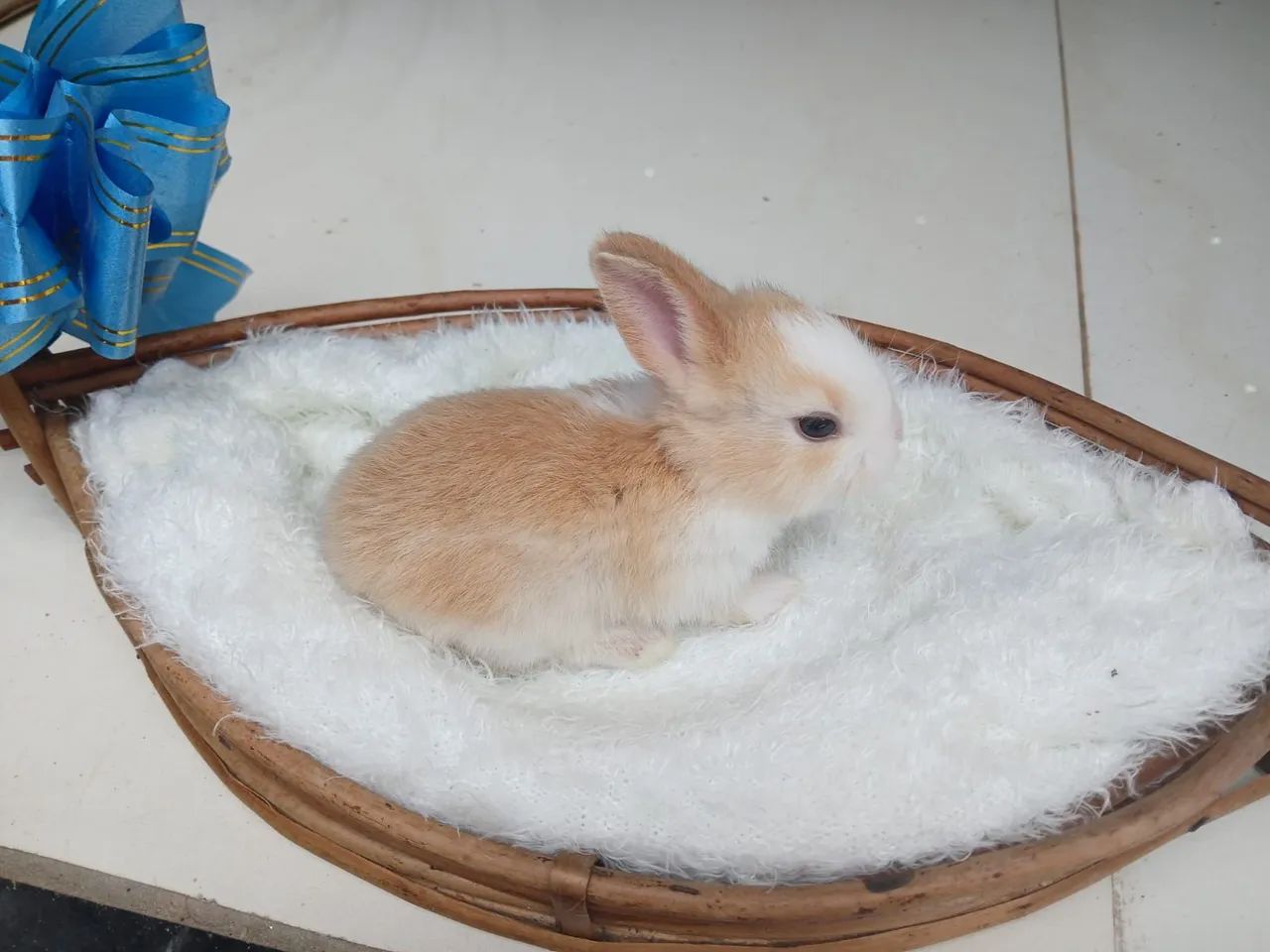 Lindos Coelhinhos  - Foto 6