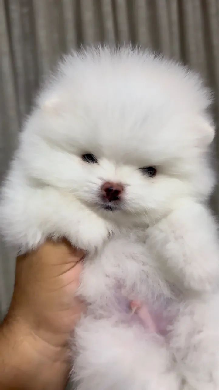 Lulu da pomerânia