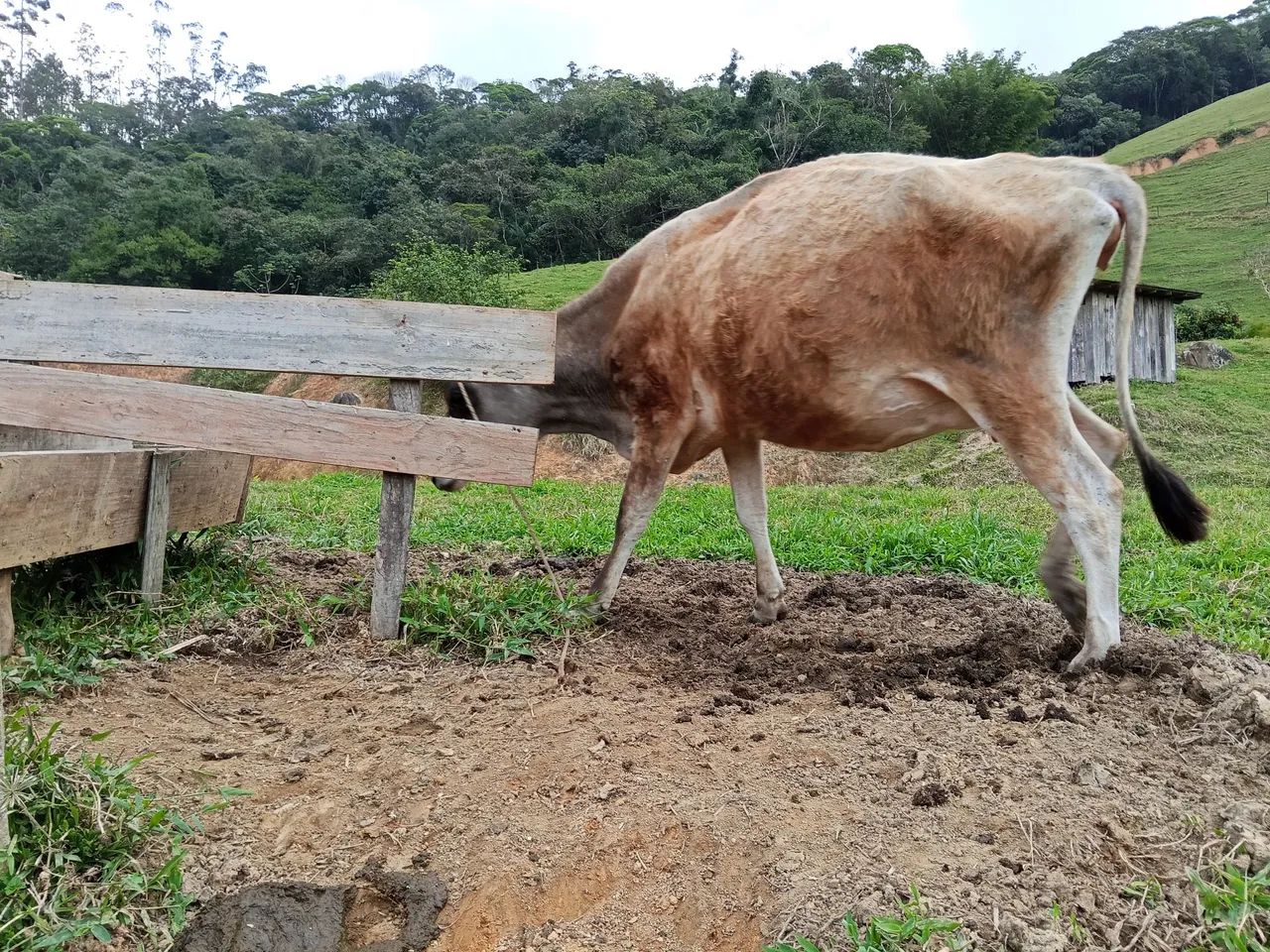 Vaca leiteira  - Foto 5