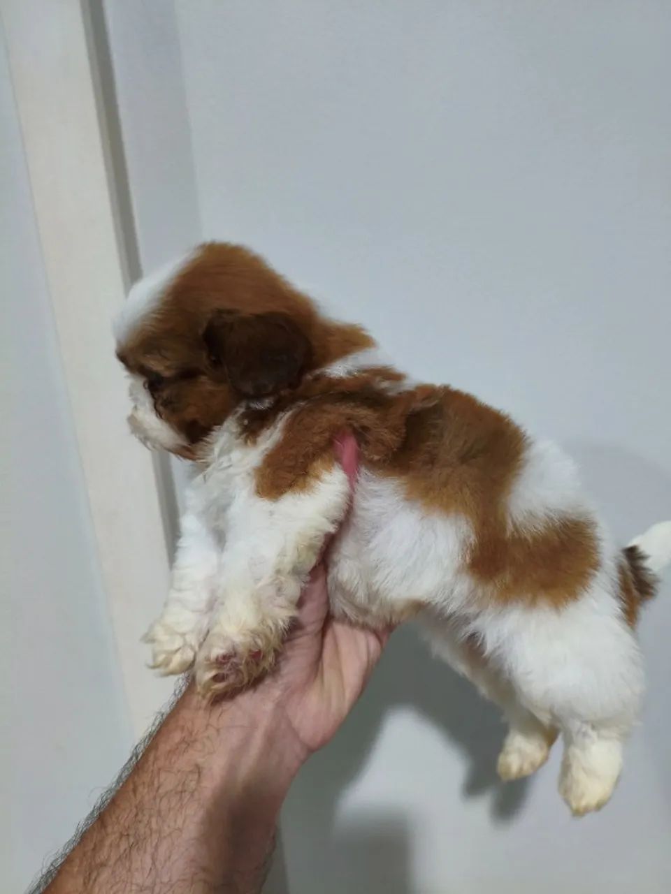 Lindo filhote de Shitzu macho  - Foto 2