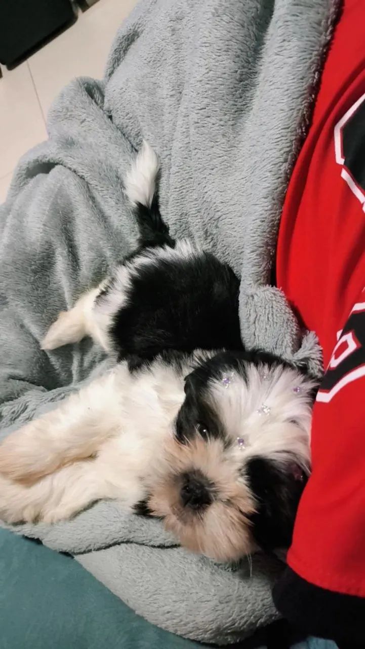 Shih Tzu - Foto 2