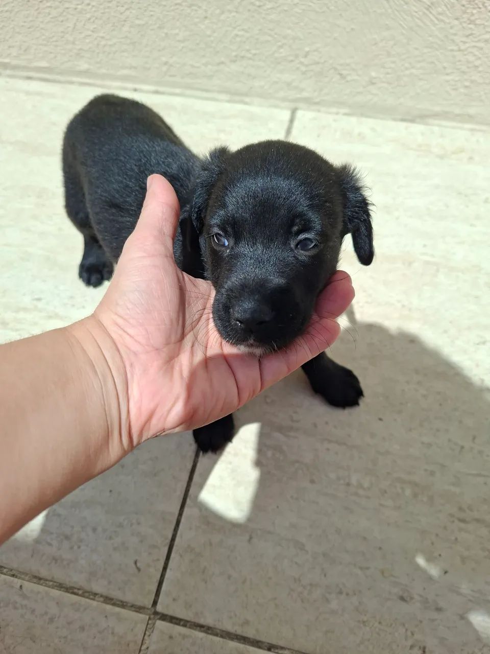 Adoção cachorro  - Foto 3