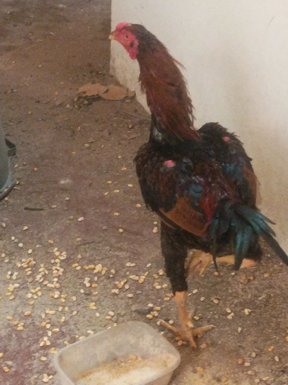 Frango caipira 