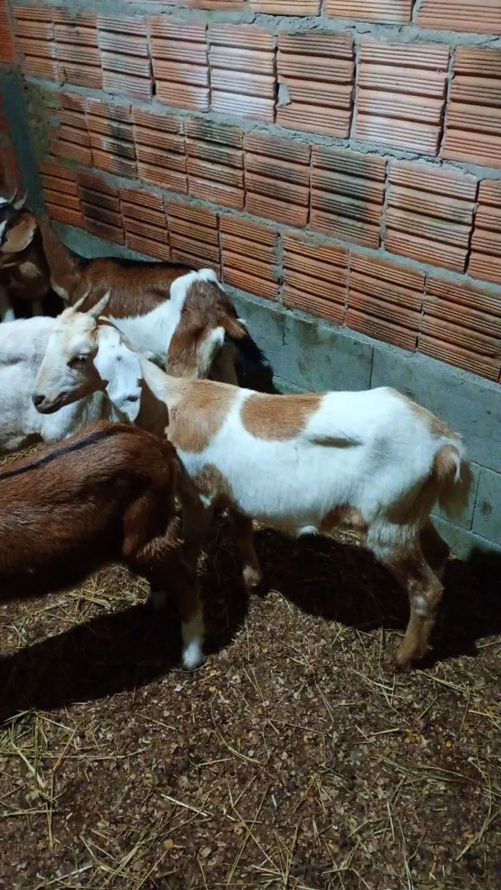 Cabra cabrita  - Foto 4
