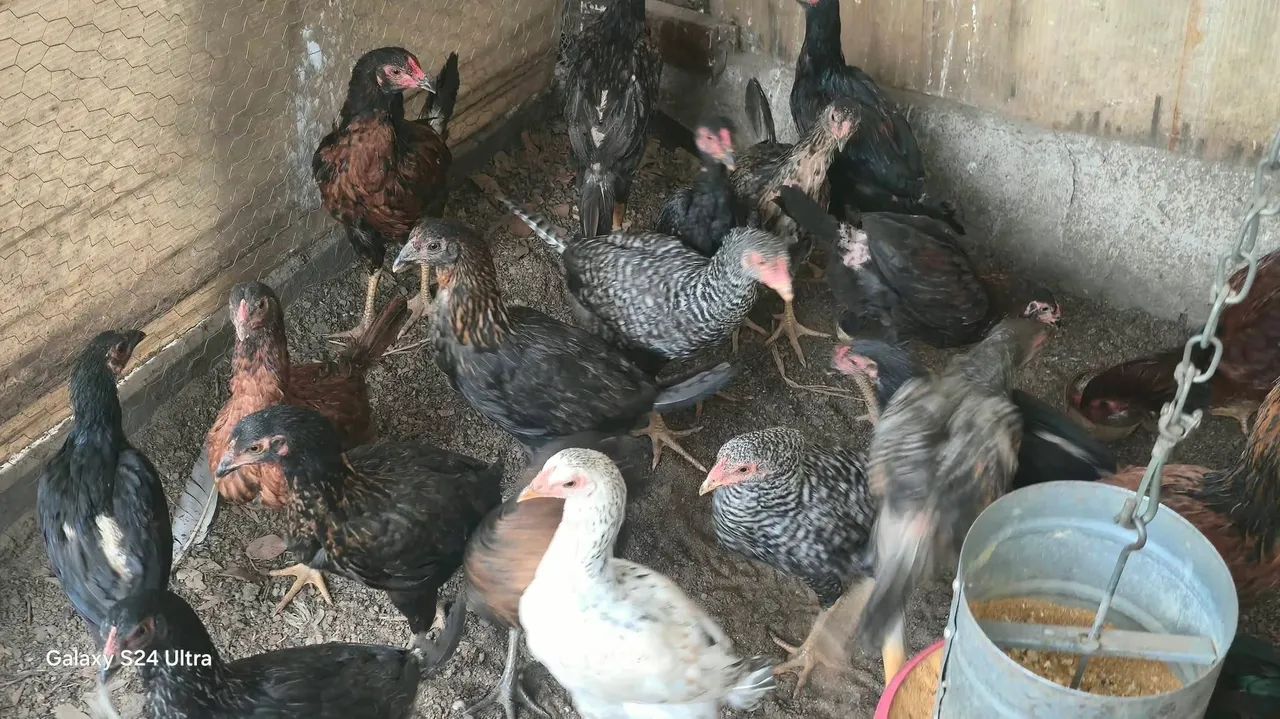 Frango e franga caipira - Foto 2