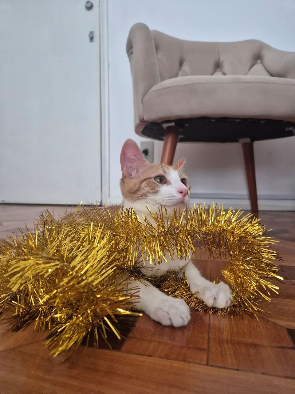 Gatinho macho para adoção RJ - Foto 2