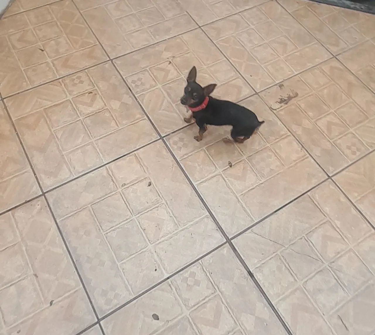 Pinscher macho - Foto 2