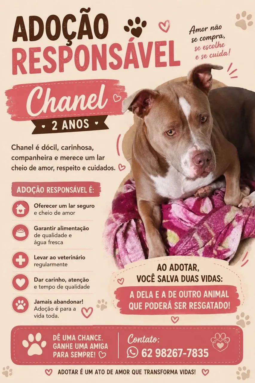 Pit bull doação 