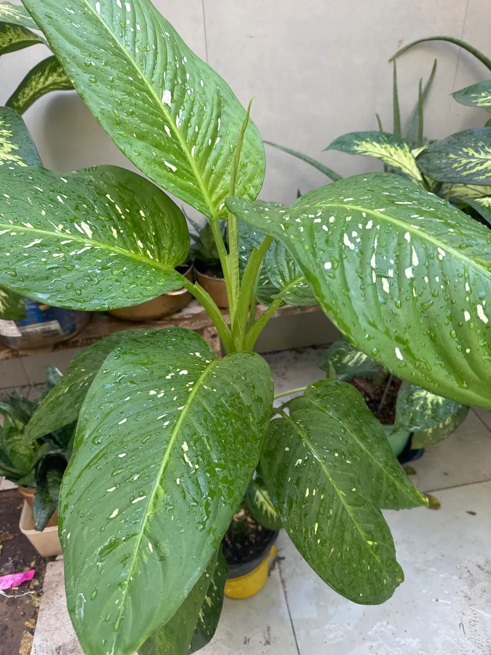 Plantas