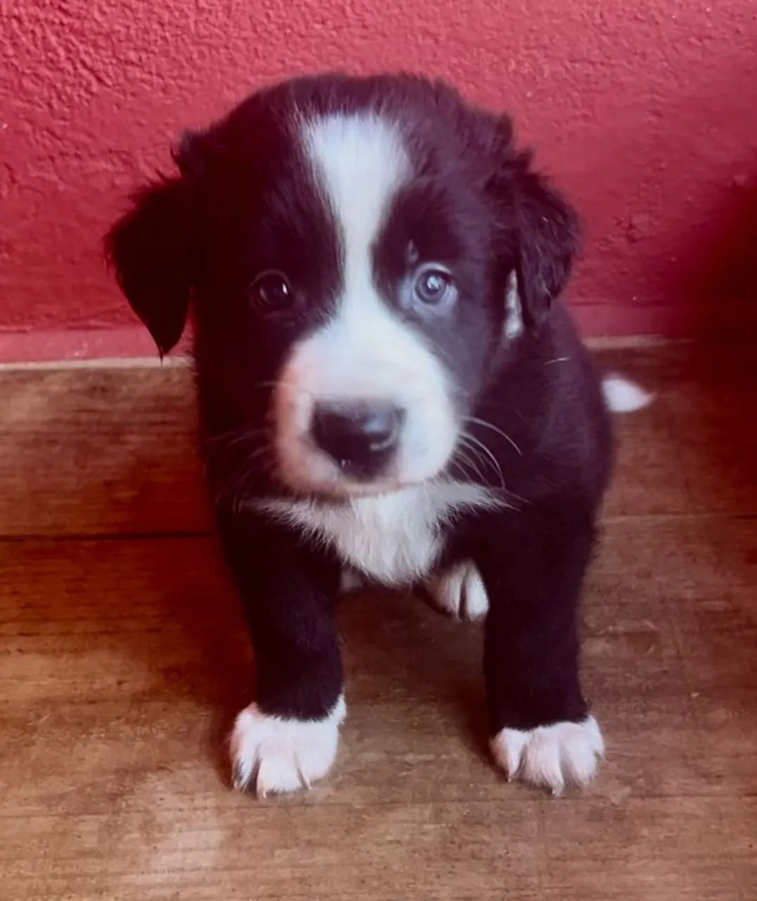 Border Collie  - Foto 3