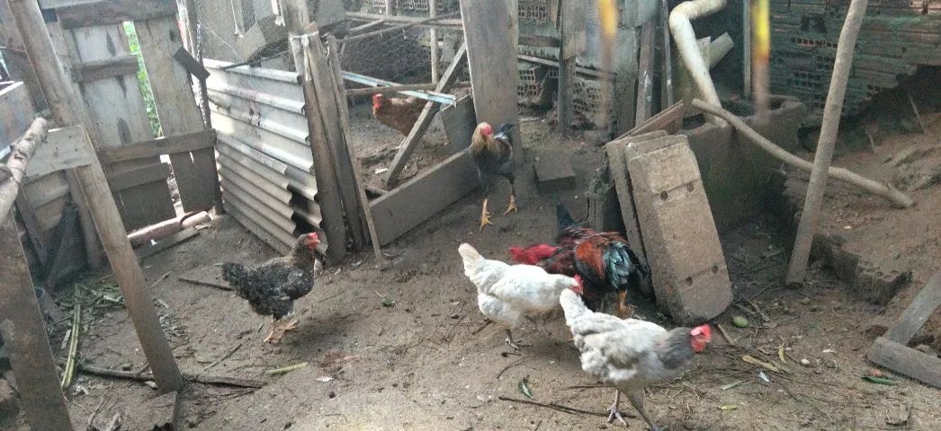 Galinhas e frangos - Foto 2