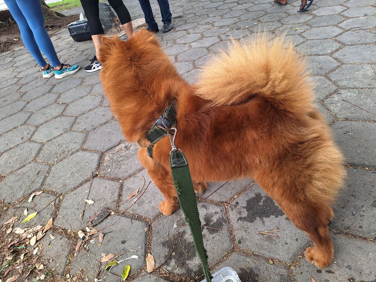Cachorro Chow Chow - Foto 2