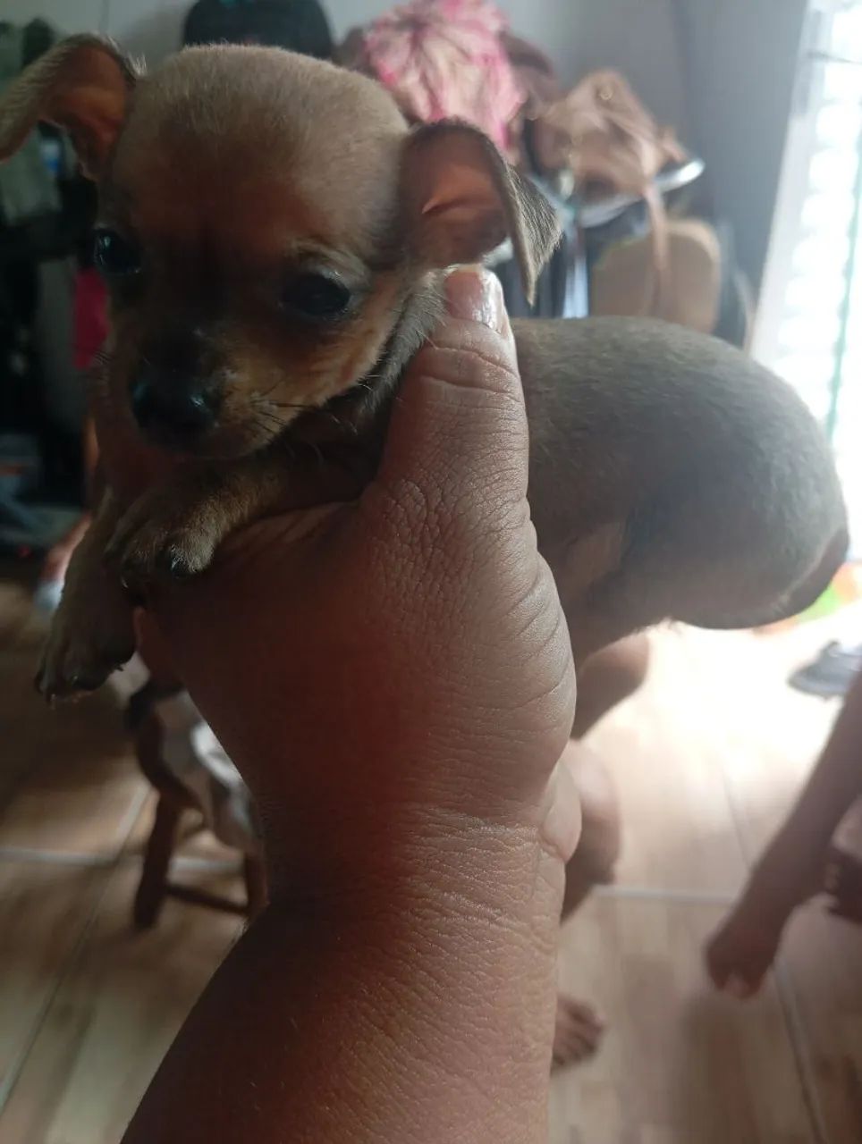 Pinscher 1