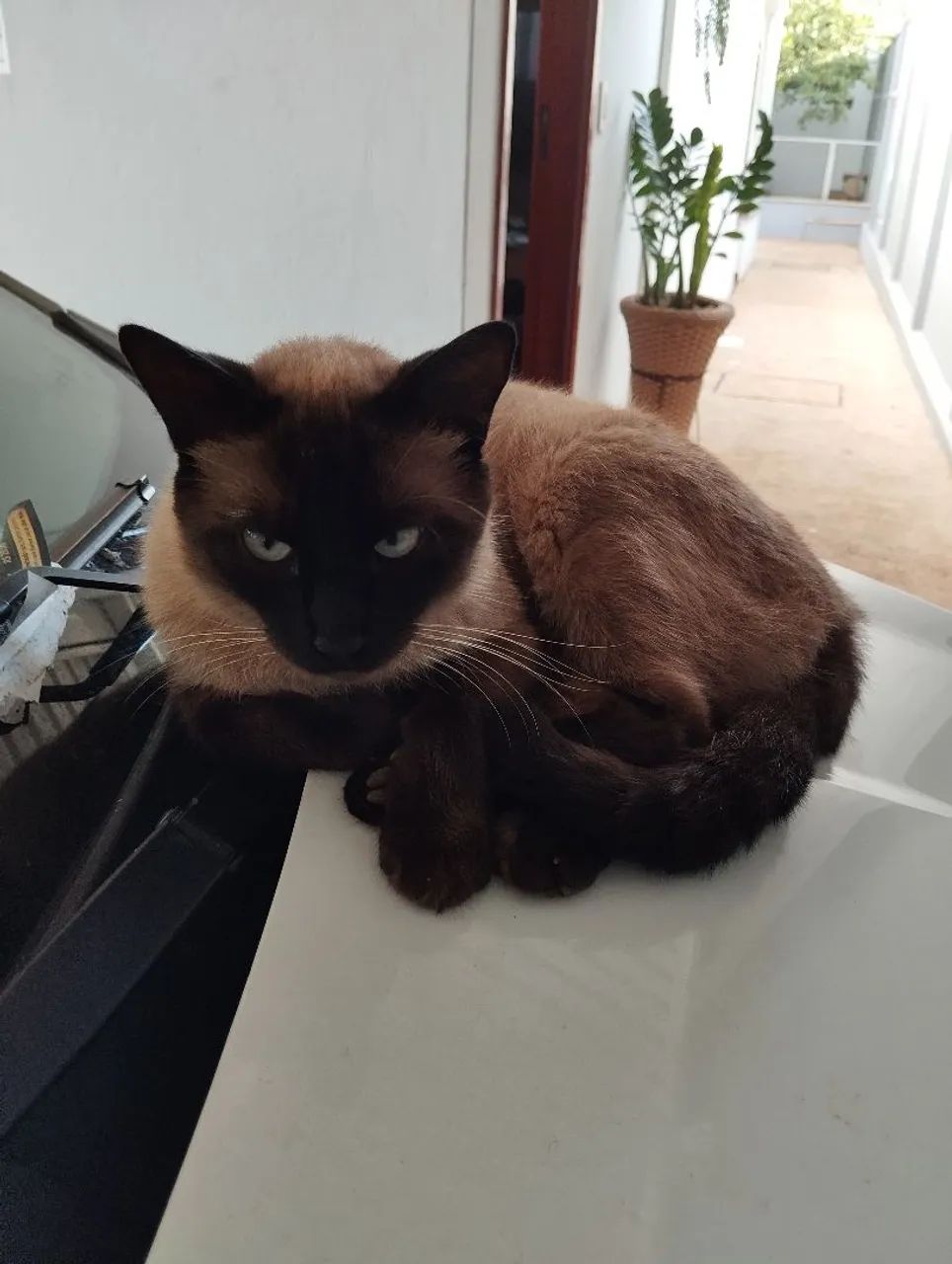 Doação responsável  - Foto 5
