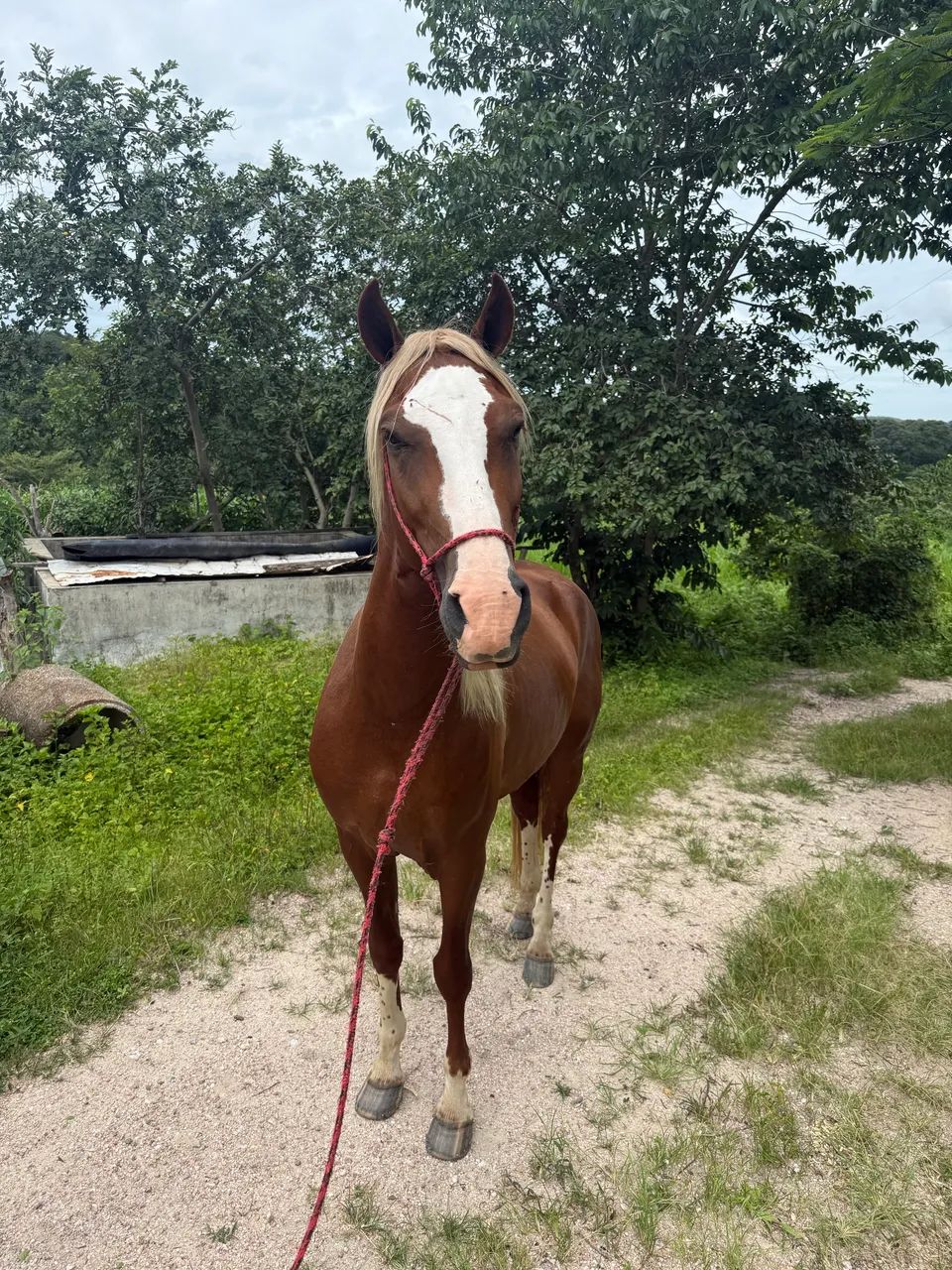 Cavalo manga larga alazão loiro  - Foto 4