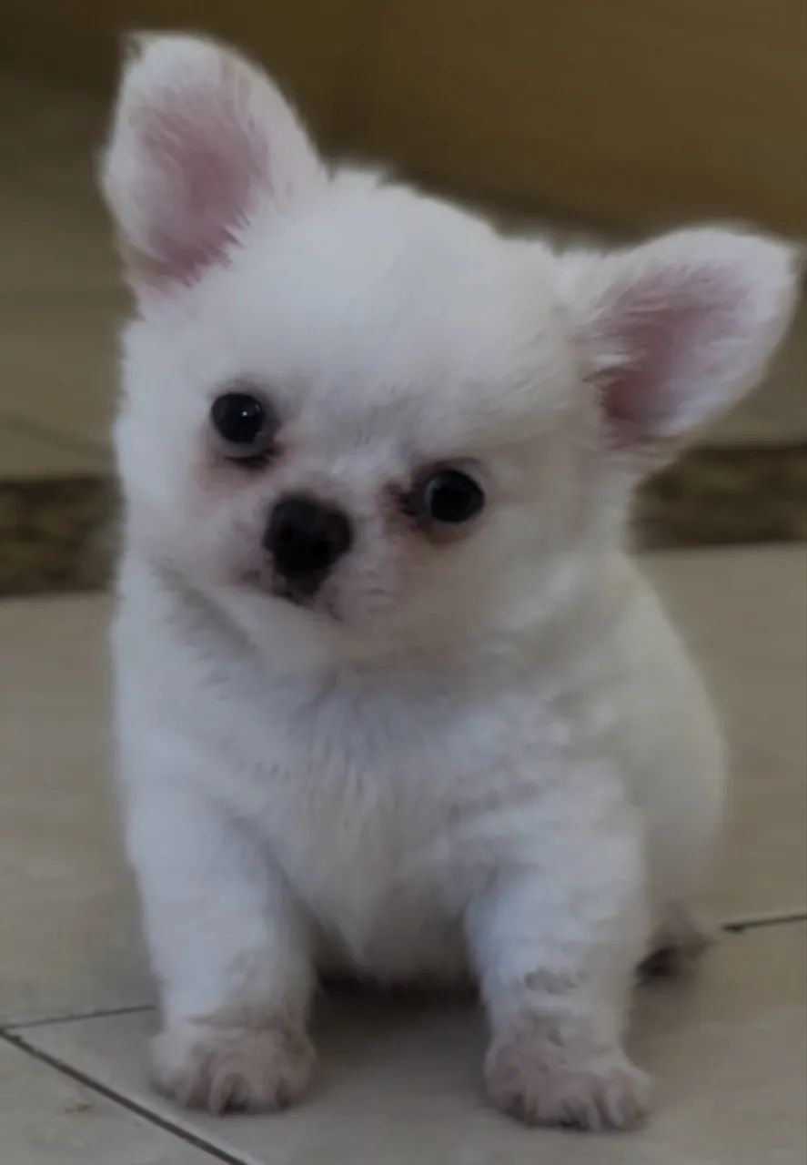 Chihuahua macho