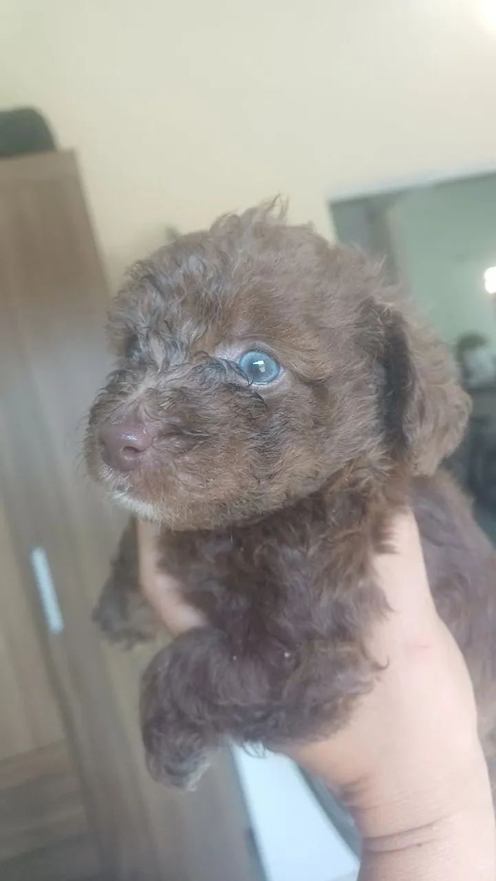 Poodle Macho Marron Chocolate 