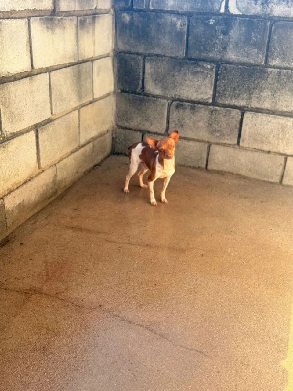 Pinscher macho 11 meses - Foto 3