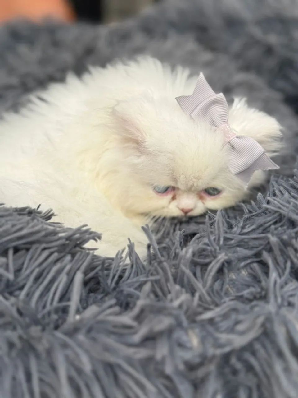    Filhotinhos de Gato Persa Macho e Fêmea com Pedigree e Exames  - Foto 2