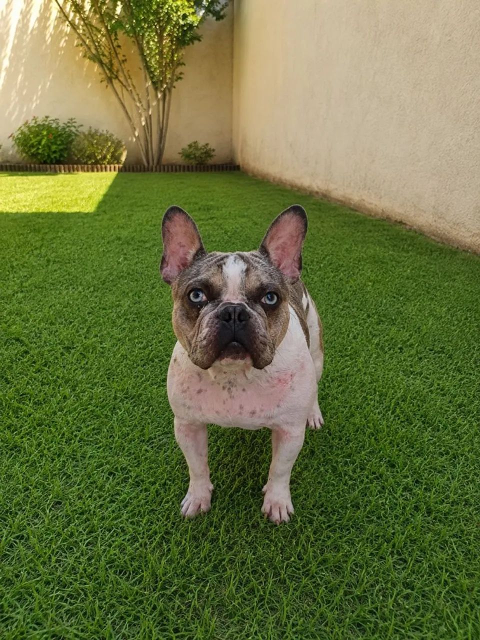 bulldog francês exótico macho - Foto 2