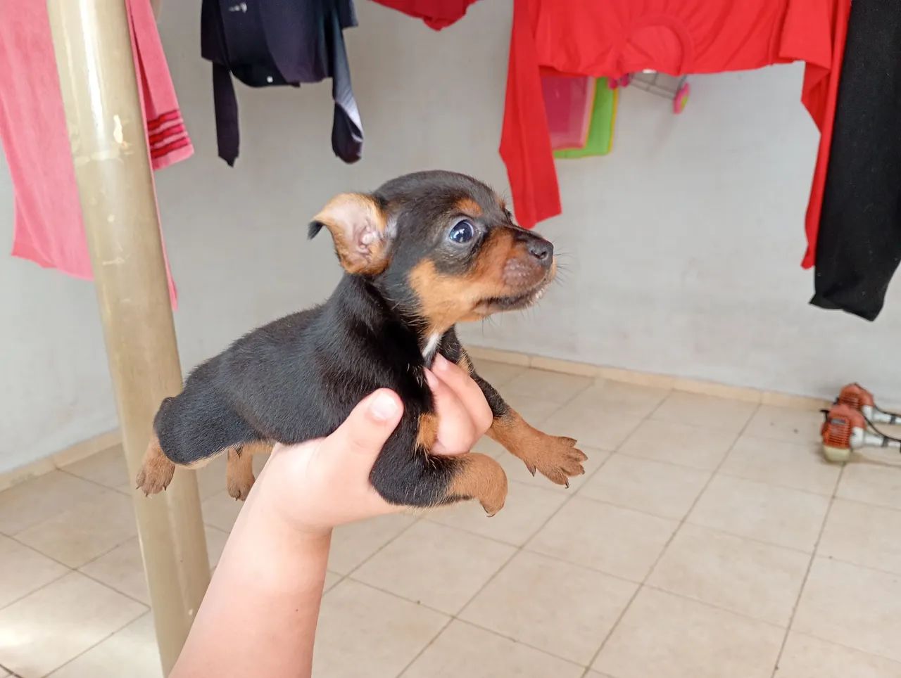 Pinscher fêmea zero