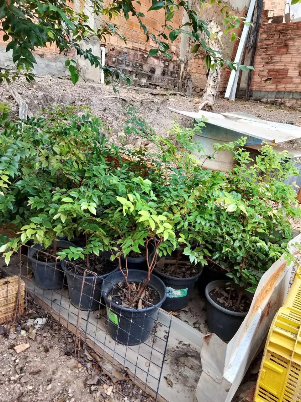 Plantas - Foto 2