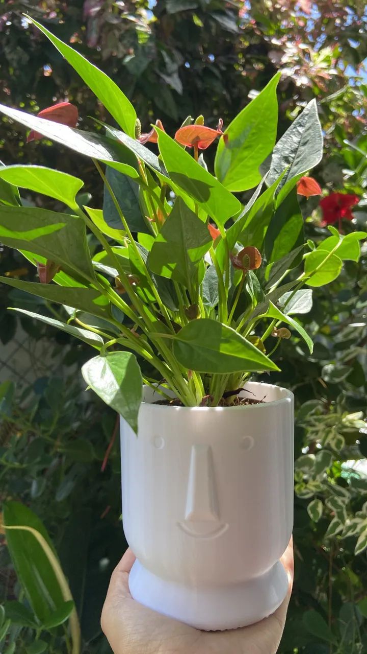 Plantas  - Foto 5