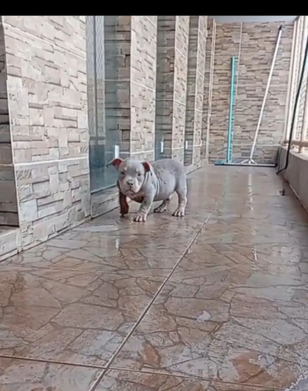 American bully 