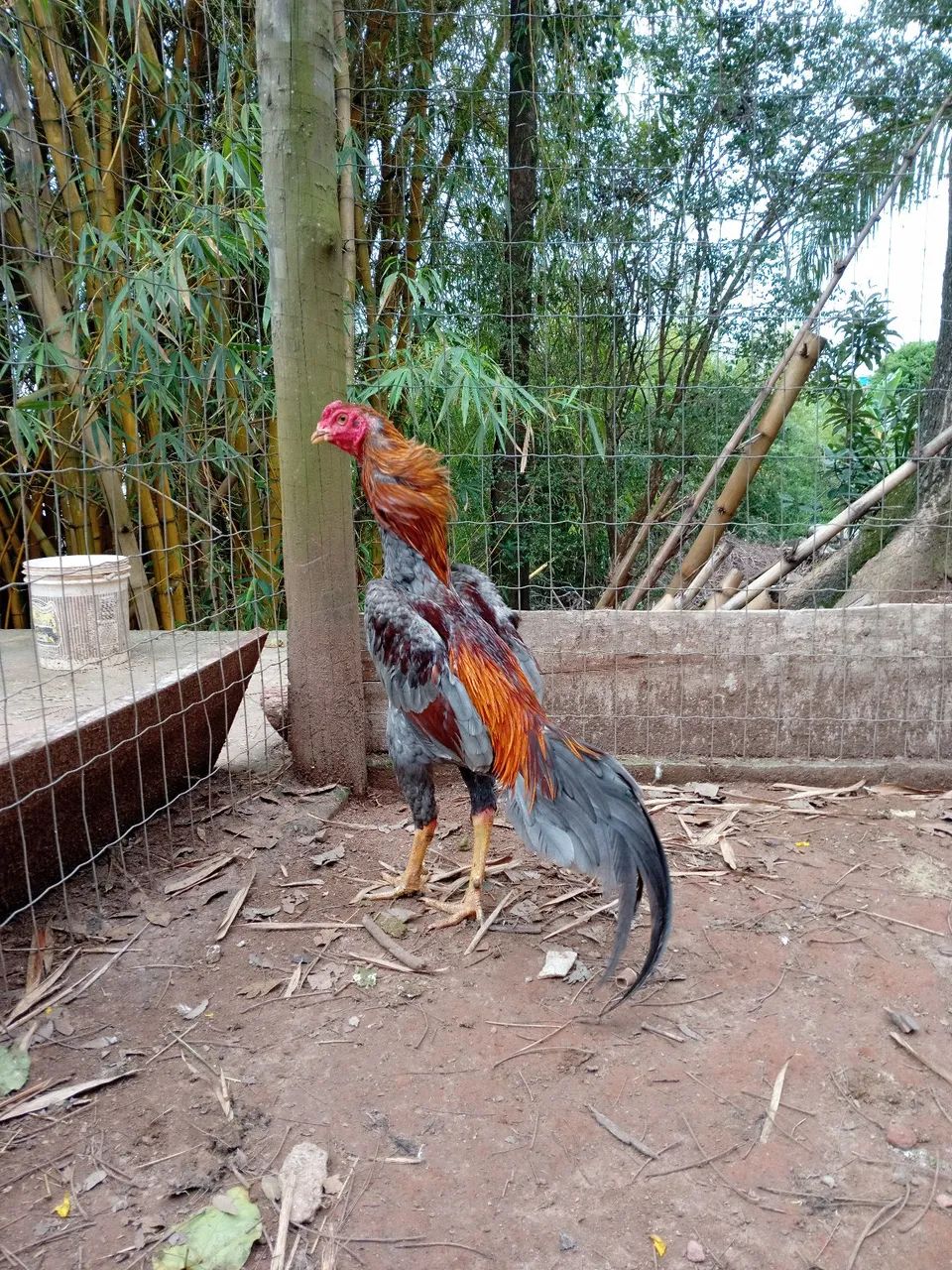 Galinha