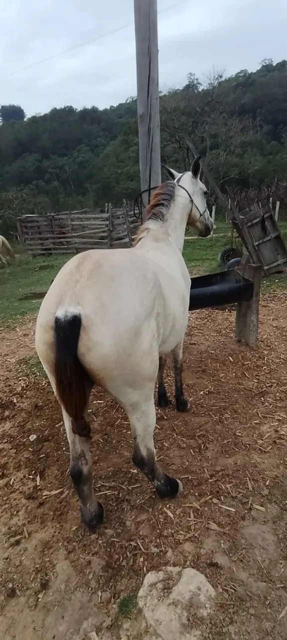 Egua mangalarga mineira Baía 5 anos - Animais para agropecuária ...